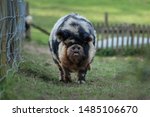 Small photo of Gruff looking Kune Kune pig plodding through a field in Sussex, England.
