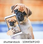 Small photo of cute chihuahua pug mix puppy (chug) looking at the camera with a head tilt in front of a fenced in pool in a backyard during summer taking a selfie toned with a retro vintage instagram filter app