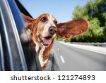 A Basset Hound In A Car