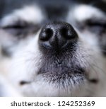 A Close Up Of A Dog Nose
