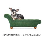 cute chihuahua sitting on a chaise lounge in an isolated studio shot 