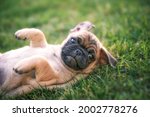 Small photo of cute baby pug chihuahua mix called a chug playing on a green lawn