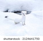 Small photo of White weasel out hunting for prey