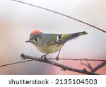 Ruby crowned kinglet on a branch in nature