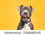 studio shot of a cute dog on an isolated background 