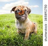 Small photo of a cute chihuahua pug mix puppy (chug) looking at the camera with and a butterfly on her nose in a backyard during summer toned with a retro vintage filter instagram app or action effect