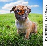 Small photo of a cute chihuahua pug mix puppy (chug) looking at the camera with a butterfly on its nose