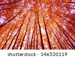 Colorful Autumn Trees In Forest 
