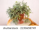 Indoor potted plant Rhipsalis horrida. Epiphytic plants in the cactus family, typically known as mistletoe cacti