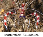 Stenopus hispidus, Banded boxer shrimp
