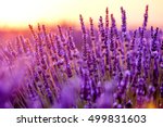 Blooming Lavender In A Field At ...