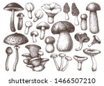 Edible Mushrooms Vector...