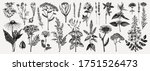 medicinal herbs collection.... | Shutterstock .eps vector #1751526473