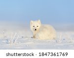 White arctic fox (Vulpes Lagopus) lying on Arctic tundra. Snow Fox.  