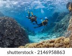 Small photo of Underwater exploration. Divers dive on a tropical reef with a blue background and beautiful corals.