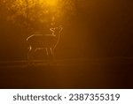 
Fallow deer bull Dama dama ) in the orange light of the rising sun)