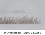 Fresh Snow On Reeds By The Lake ...