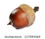 Acorn isolated on a white background, closeup