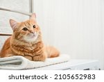 Cute ginger tabby cat laying on top of washing machine in bathroom closeup