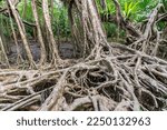 Small photo of Massive banyan tree root system in rain forest, Sang Nae Canal Phang Nga, Thailand.