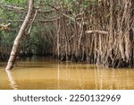 Small photo of Banyan Tree and Mangrove forest in Sang Nae Canal Phang Nga, Thailand - Little Amazon