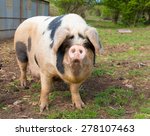 Pig With Black Spots 