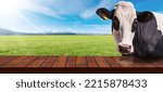 Small photo of Close-up of an empty wooden table and a white and black dairy cow (heifer) looking at the camera, on a countryside landscape with sunbeams. Template for dairy products.