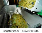 mechanical wine pressing with white wine grapes, winemaking in agriculture
