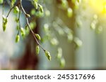 tree branch with buds background, spring 