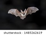 Flying Bat On Dark Background....