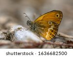 Small photo of Corsican heath (Coenonympha corinna) resting on stone. This butterfly is endemic to Corsica, Sardinia, Elba and Giannutri, France and Italy.