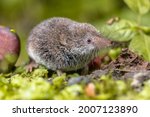 Eurasian pygmy shrew (Sorex minutus) mouse in natural habitat. This is one of the smallest mammals in the world.