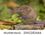 Small photo of Field vole or short-tailed vole (Microtus agrestis) walking in natural habitat green forest environment.