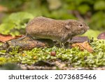 Small photo of Field vole or short-tailed vole (Microtus agrestis) walking in natural habitat green forest environment.