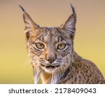Iberian Lynx  Lynx Pardinus  Is ...