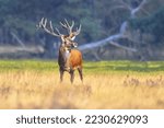 Small photo of Male red deer (Cervus elaphus) posing in the sun.The red deer inhabits most of Europe. a male animal is caal a stag. Wildlife scene of nature in Europe.