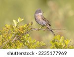 Small photo of Greater Whitethroat (Curruca communis) is a common and widespread typical wWrbler which breeds throughout Europe. Perched on Branch of Bush in Nature Reserve.