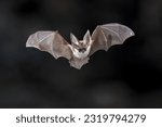 Flying bat on dark background....