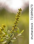 Small photo of Flower of Bog-Myrtle (Myrica gale) with green background