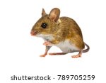 Curious Wood mouse (Apodemus sylvaticus) with cute brown eyes looking in the camera on white background