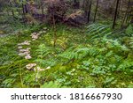 Small photo of fairy ring in a forest at autumn time