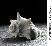 Small photo of studio shot of a seashell on raspy ground in dark back