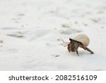 A Small Hermit Crab Walking...