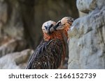 Bearded Vultures On Rock Edge....