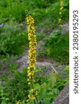 Small photo of Bright beautiful inflorescence of the mullein plant, a type of inflorescence ear