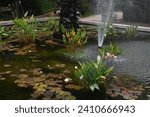 Fountain with blooming aquatic...