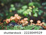 Group Of Honey Mushrooms In The ...