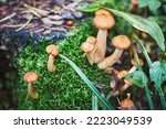 Group Of Honey Mushrooms In The ...