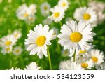 Daisy flower on green meadow (selective DOF)