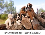 Five Purebred Puppies Boxer On...